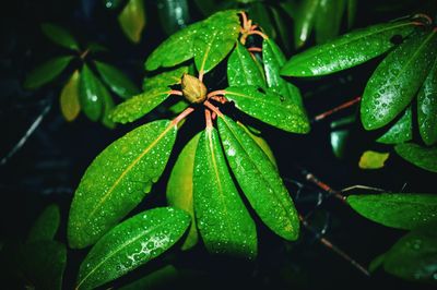 Close-up of wet plants at night