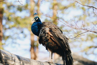 A blue color peacock sitting on the roof.