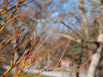 Low angle view of tree branches