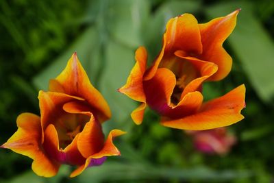 Close-up of orange flowers blooming outdoors