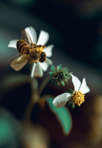 Close-up of bee pollinating on flower