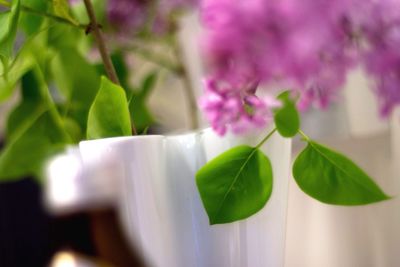 Close-up of pink flowers