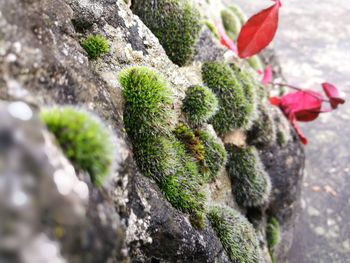 Close-up of cactus growing on rock