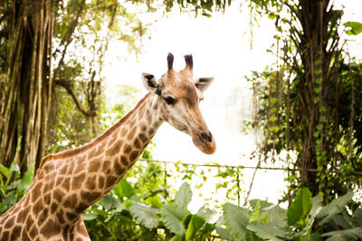 View of giraffe against plants