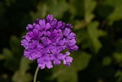 Close-up of purple flowering plant in park