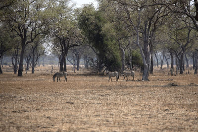 View of zebras in the forest