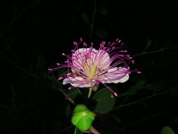 Close-up of pink flower