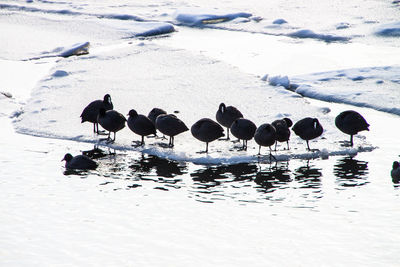 Birds on frozen lake during winter