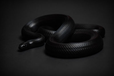 Mexican black kingsnake curled up on a black background