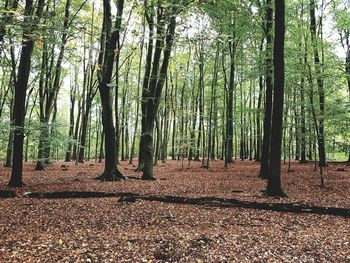 Trees growing in forest