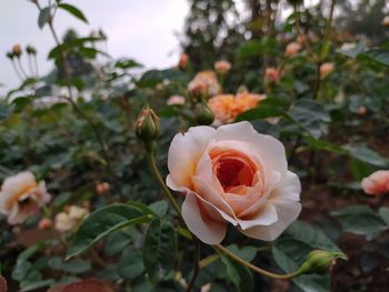 Close-up of rose plant