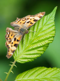 Close-up of butterfly on leaf