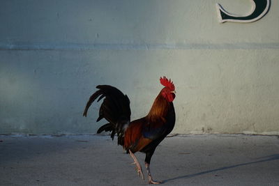 Rooster on shore