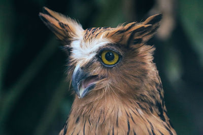 Close-up portrait of owl