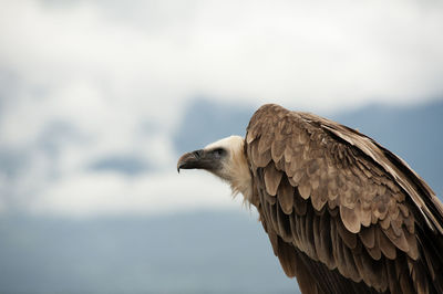 Close-up of brown eagle 