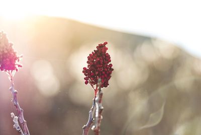 Close-up of red flowering plant