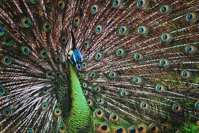 Full frame shot of peacock