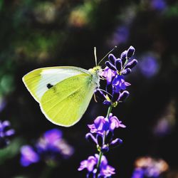 Close-up of butterfly pollinating on purple flower