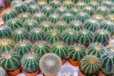 Barrel cactus growing at park