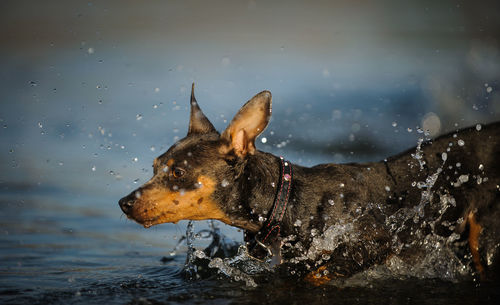 Close-up of dog wading in sea