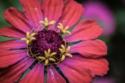 Close-up of pink flower