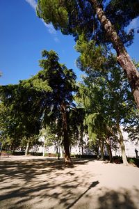 Trees by road against clear blue sky