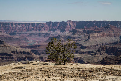 Scenic view of tree on mountain against clear sky