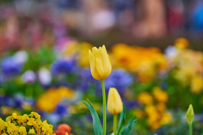 Close-up of yellow tulip on field