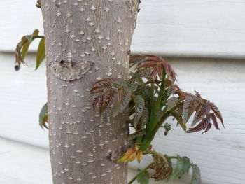 Close-up of fresh tree trunk