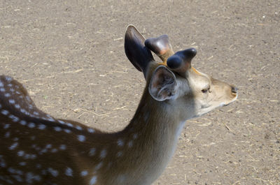 High angle view of deer on land