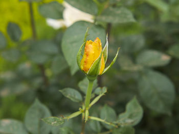 Close-up of orange flower