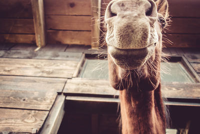 Close-up of a horse in stable