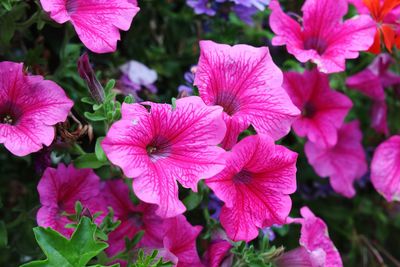 Close-up of pink flowering plants