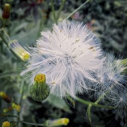 Close-up of dandelion flower