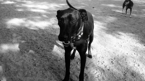 Dog standing in the dark