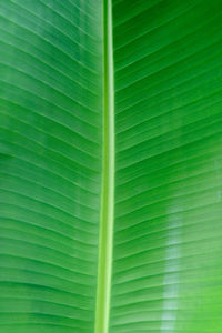 Full frame shot of green leaf