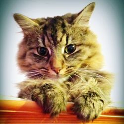 Close-up portrait of cat