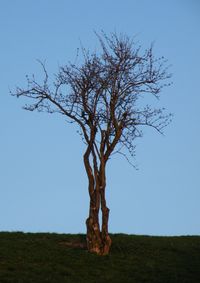 Bare tree on field against clear sky