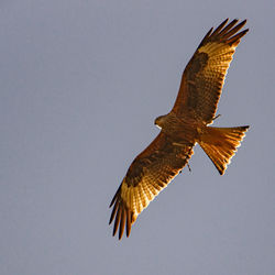 Low angle view of red kite flying in sky