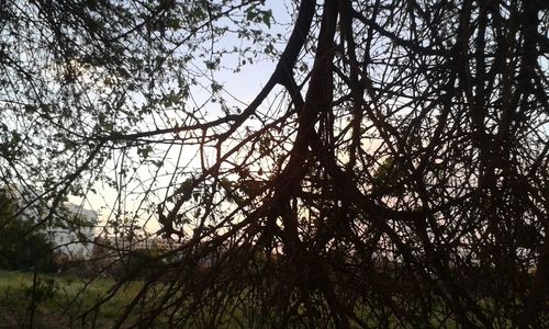 Low angle view of trees in forest