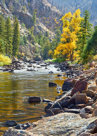 Scenic view of lake in forest