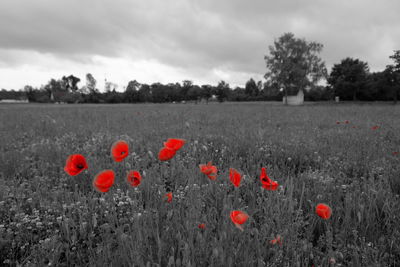 Red poppies growing on field against sky