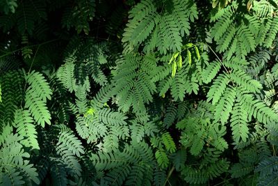 Close-up of green leaves