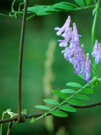 Close-up of flowers against blurred background