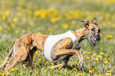 Greyhound dog in white shirt running and chasing lure in the field in summer