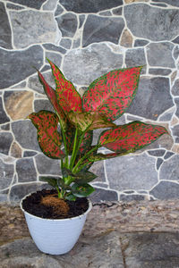 Close-up of potted plant against wall