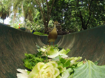 Close-up of bird on tree