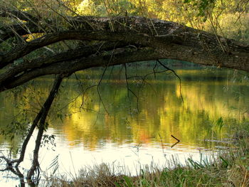 Scenic view of lake in forest