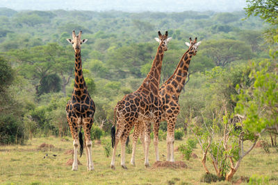 Baringo giraffe, giraffa, uganda