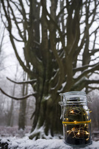 Close-up of glass jar on tree during winter